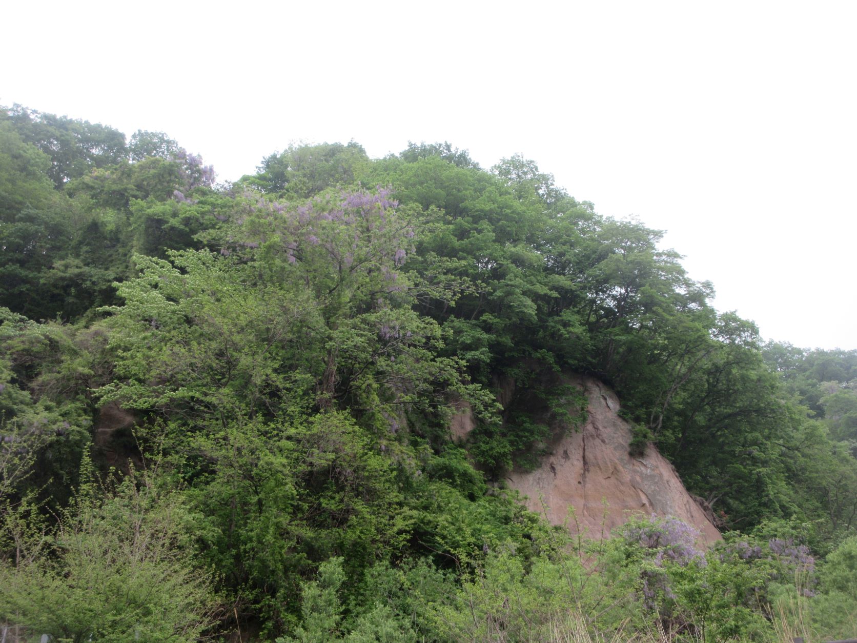 新緑の嬬恋村