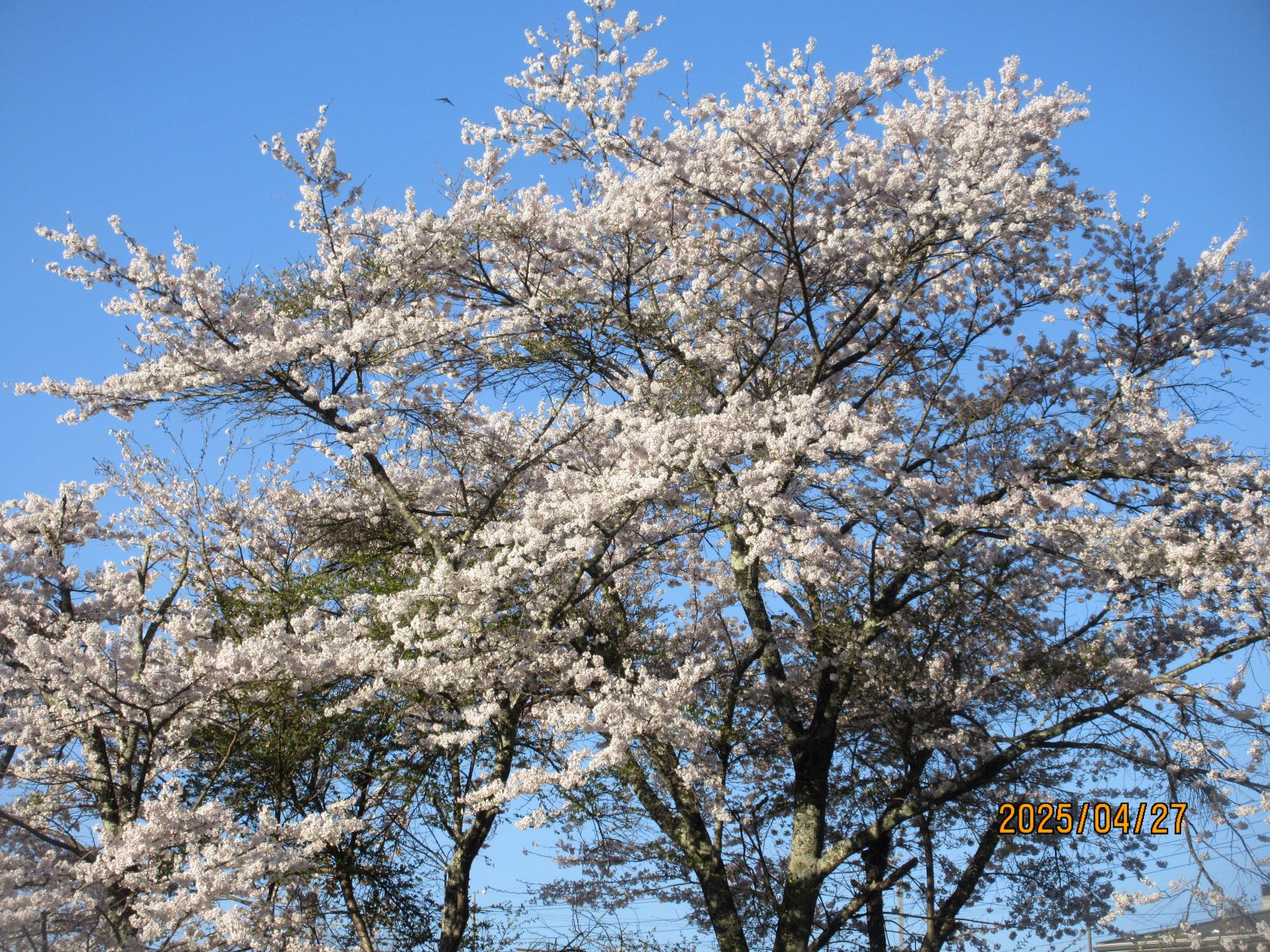 タラの芽の群生を発見♬