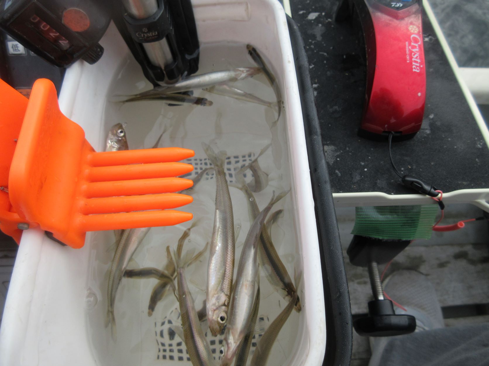 ２週連荘の赤谷湖でワカサギと遊ぶ♬